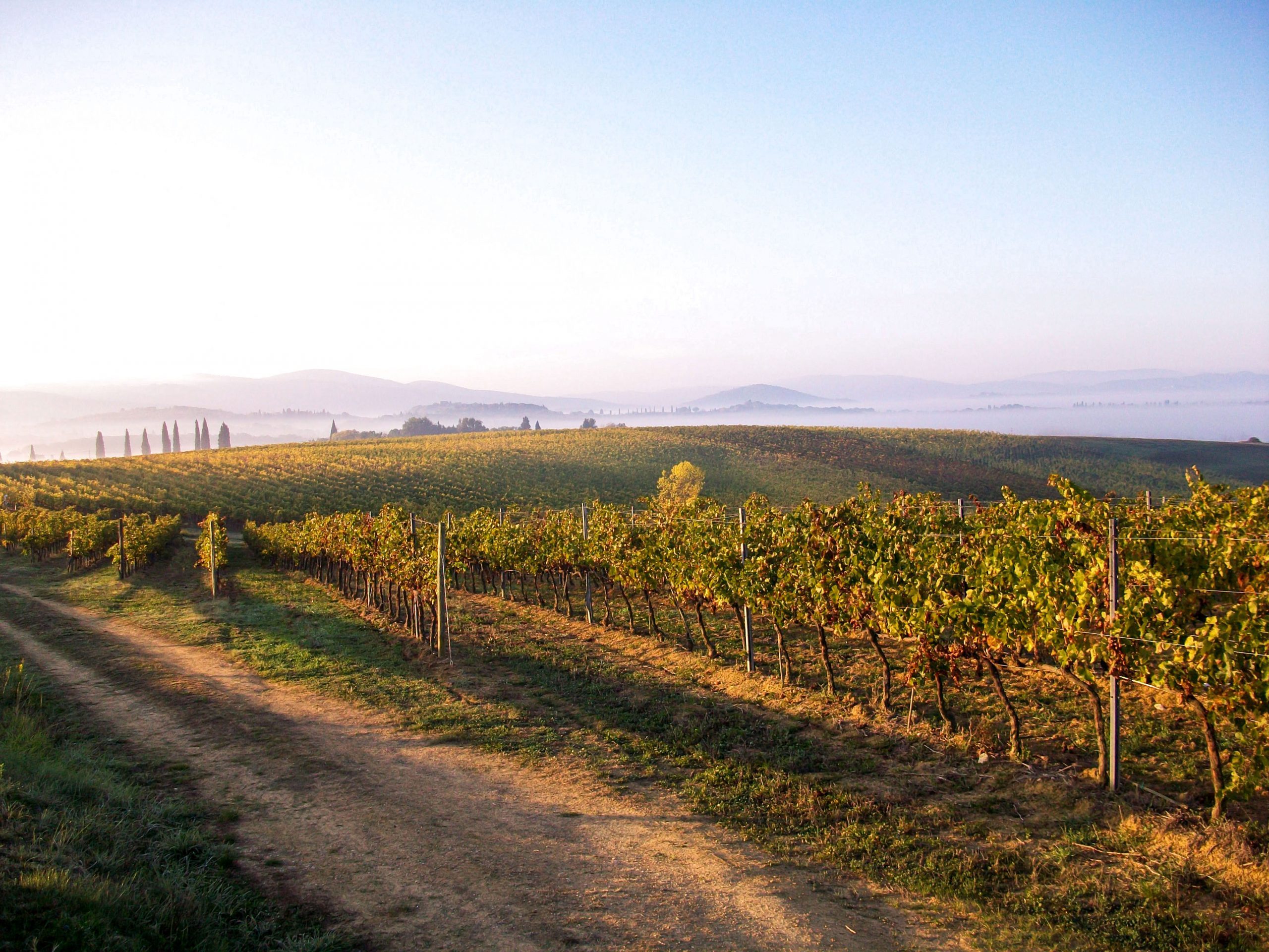 vini viticoltori toscani